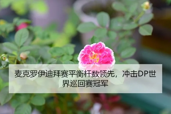 麦克罗伊迪拜赛平衡杆数领先，冲击DP世界巡回赛冠军