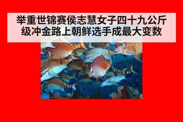 举重世锦赛侯志慧女子四十九公斤级冲金路上朝鲜选手成最大变数